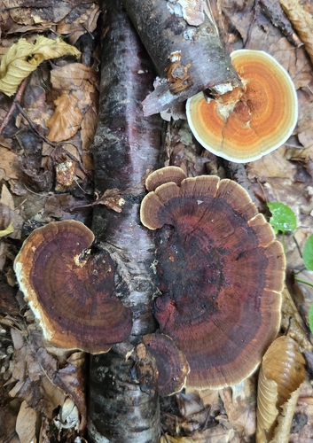 Daedaleopsis confragosa tricolor