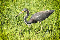 Egretta tricolor image