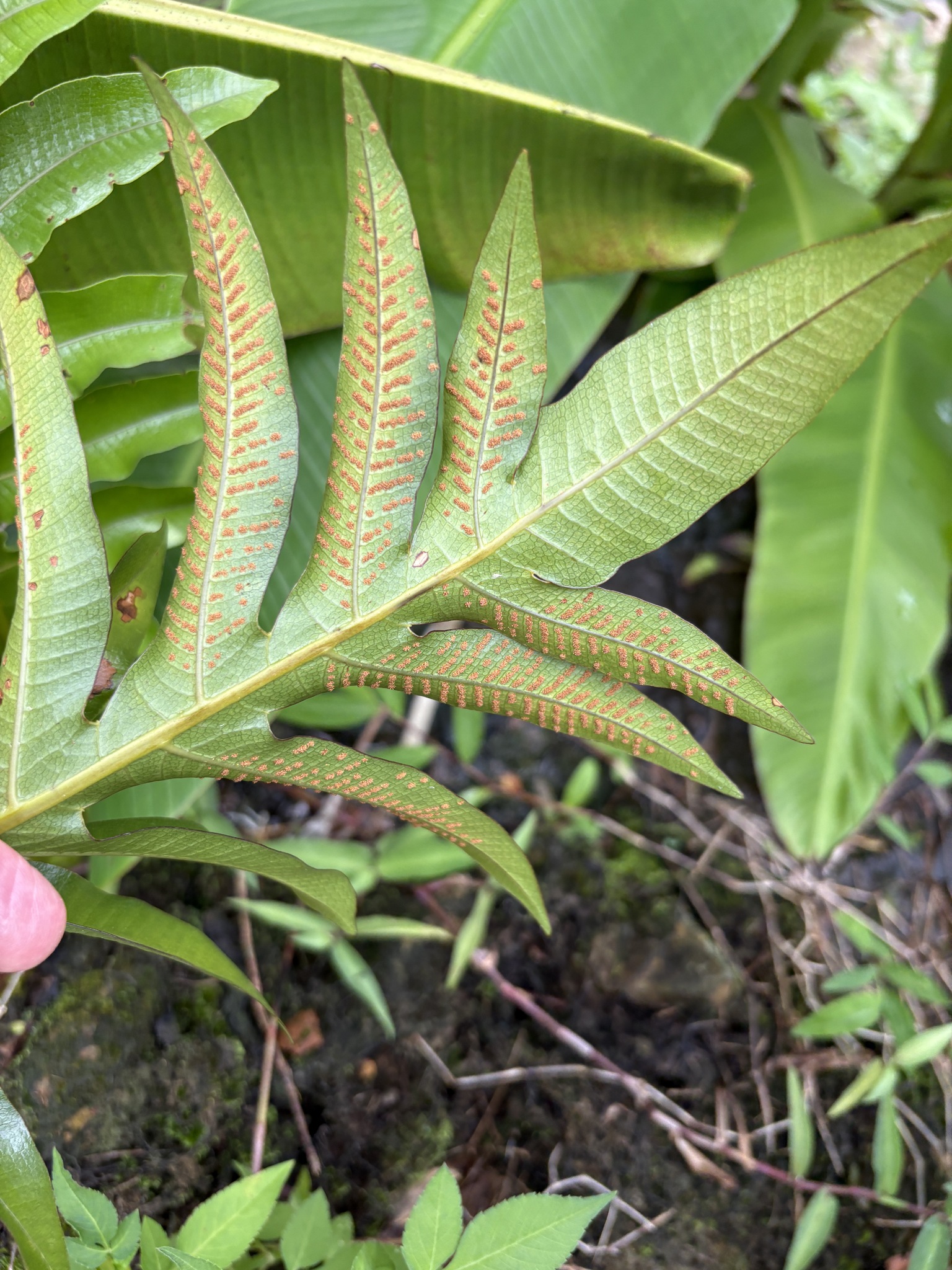 Drynaria coronans — ảnh 2