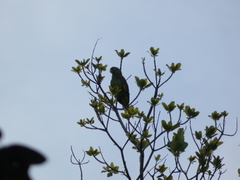 Amazona autumnalis salvini