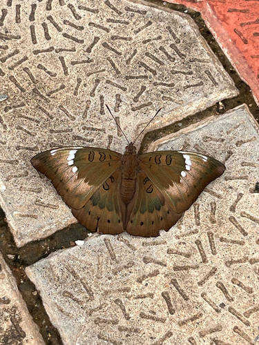 Common Baron