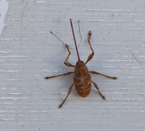 Chestnut Weevil