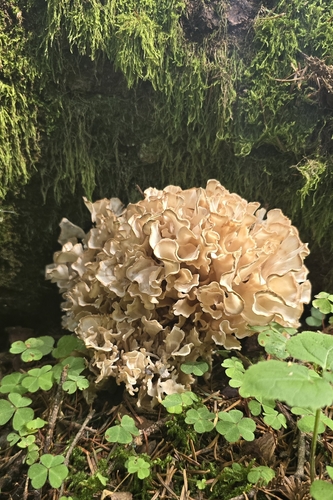 Sparassis brevipes
