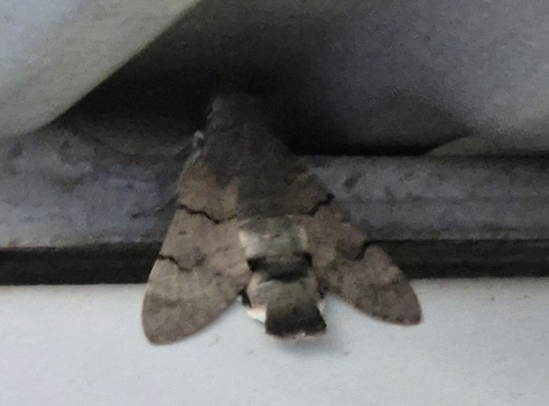 Eurasian Hummingbird Hawkmoth