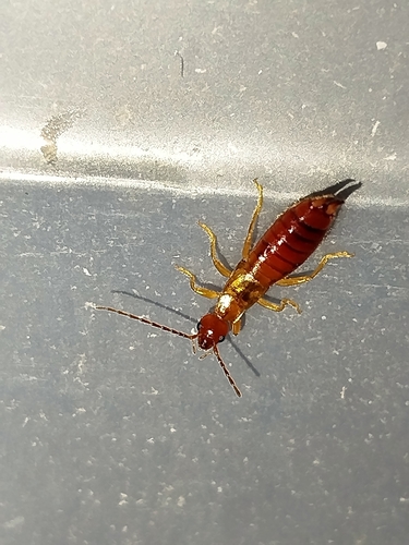 Hop-garden Earwig
