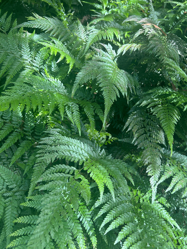 Microlepia setosa, 2026-09-06