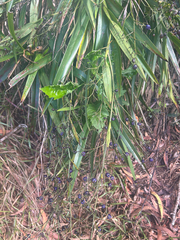 Dianella sandwicensis, photograph (c) Salem De La Luna, some rights reserved (CC BY)