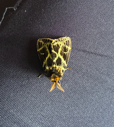 Pida calligramma