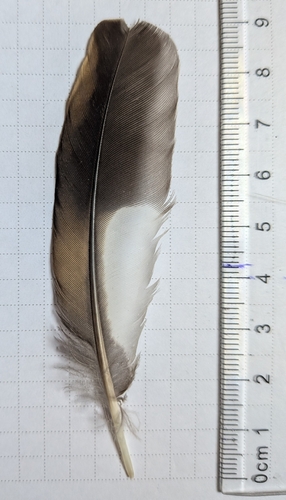 Plume de Grive dorée