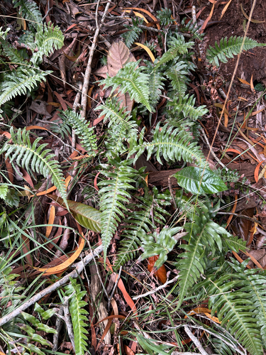 Blechnum appendiculatum, photograph 2