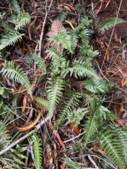 Blechnum appendiculatum, photograph (c) Salem De La Luna, some rights reserved (CC BY)