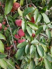 Cornus capitata