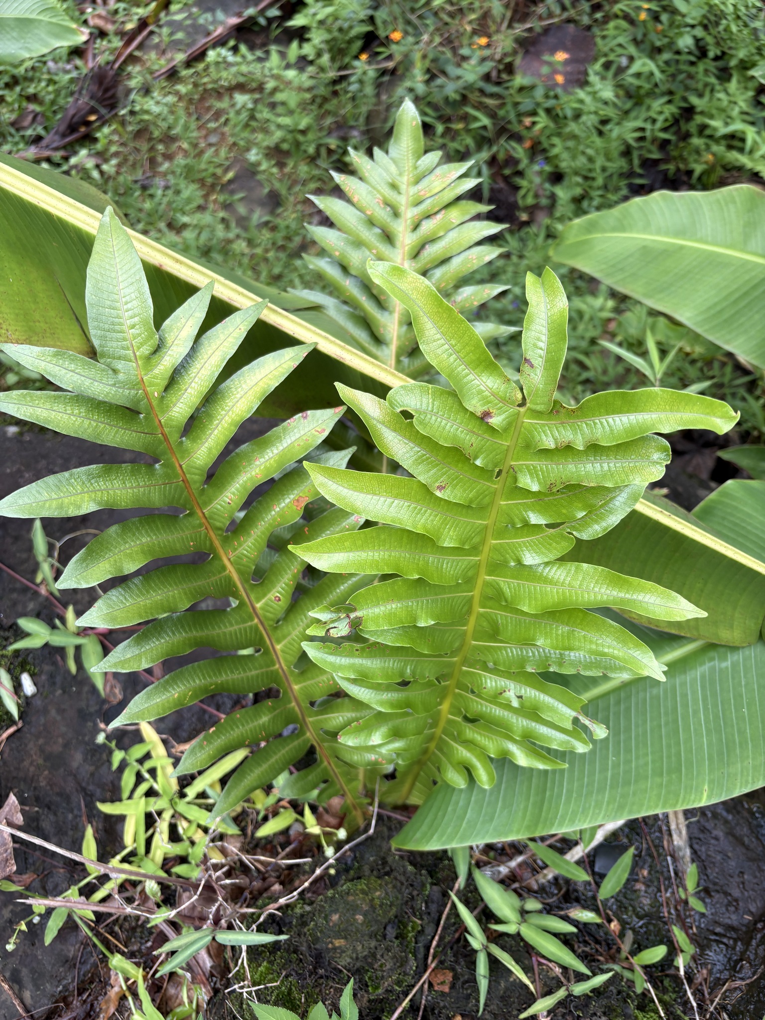 Drynaria coronans — ảnh 3