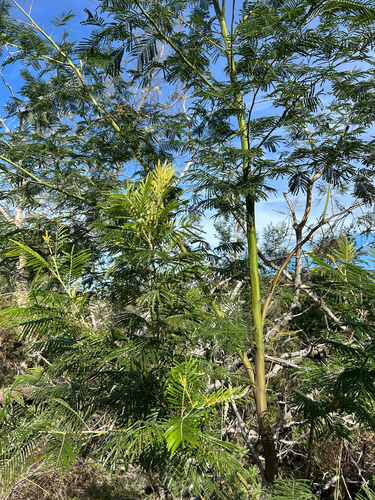 Acacia mearnsii observed 2026-09-06