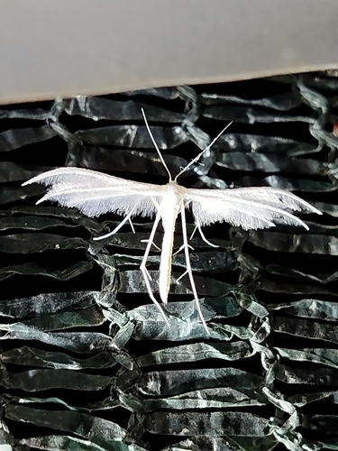 White Plume Moth