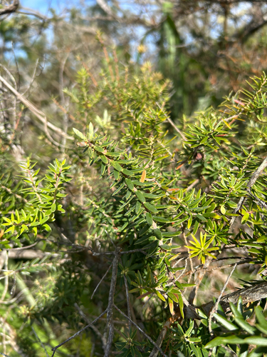 Leptecophylla tameiameiae, photograph 4