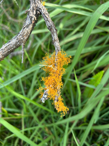 Teloschistes flavicans observed 2026-09-06