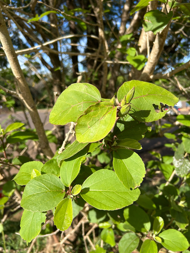 Hibiscus waimeae observed 2026-09-06