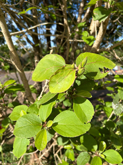 Hibiscus waimeae