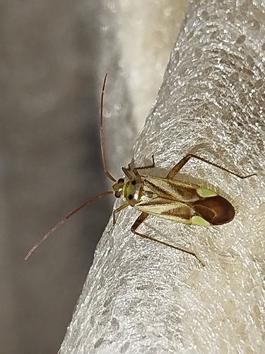 Alfalfa Plant Bug