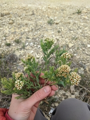 Comandra umbellata pallida