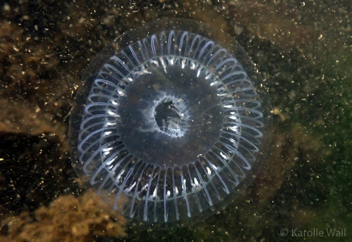 Victoria's Crystal Jelly, photo 6 of 9