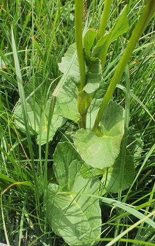 Ligularia sibirica, photograph 5