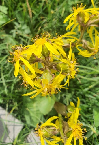 Ligularia sibirica, photograph 6