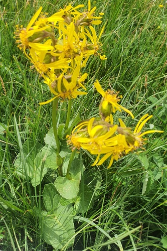 Ligularia sibirica, photograph 4