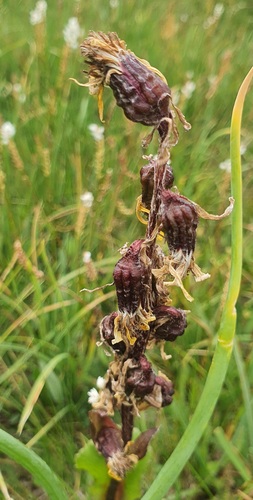 Ligularia sibirica, photograph 3
