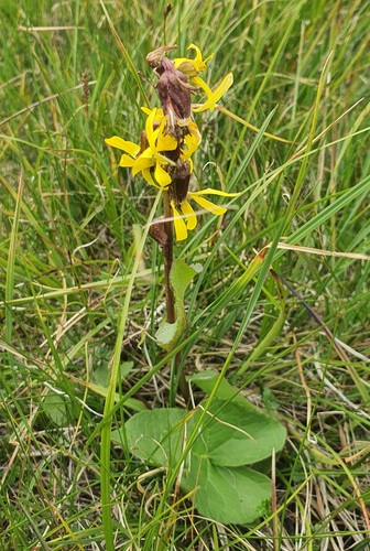 Ligularia sibirica, photograph 2