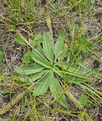 Plantago depressa, photograph (c) Urgamal Magsar, some rights reserved (CC BY)