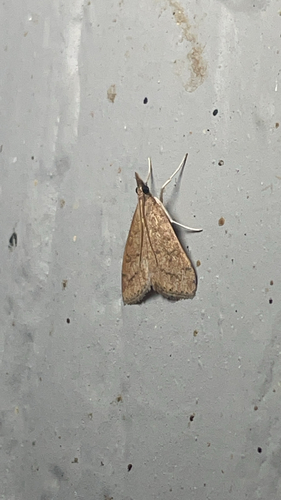 Celery Leaftier Moth