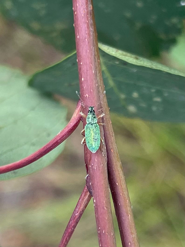 Green Immigrant Leaf Weevil