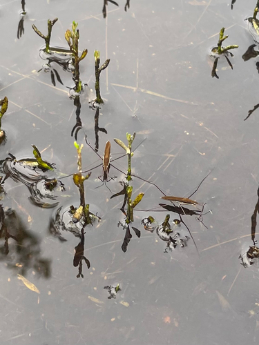Kayak Pond Skater