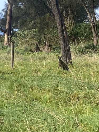 Swamp Wallaby