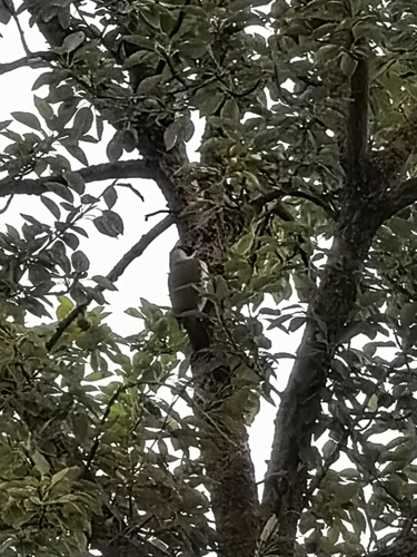 Eurasian Green Woodpecker
