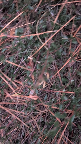 Ceanothus prostratus, photograph 2