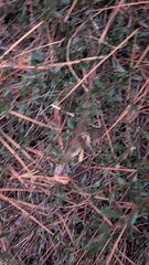(c) Conquest, some rights reserved (CC BY) Ceanothus prostratus, photograph (c) Conquest, some rights reserved (CC BY)