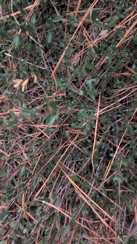 Ceanothus prostratus, photograph 1