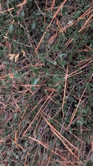 Ceanothus prostratus