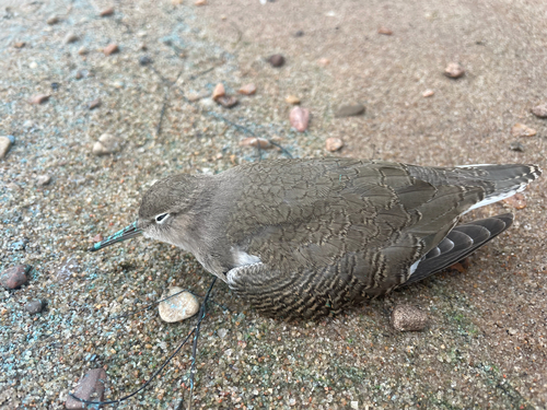 Spotted Sandpiper