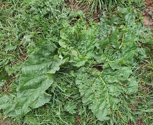 Rheum rhabarbarum, photograph 5