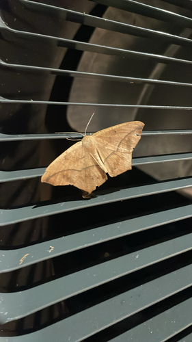 Large Maple Spanworm Moth