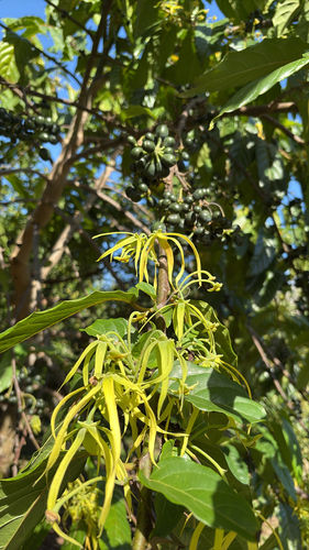 Ylang Ylang