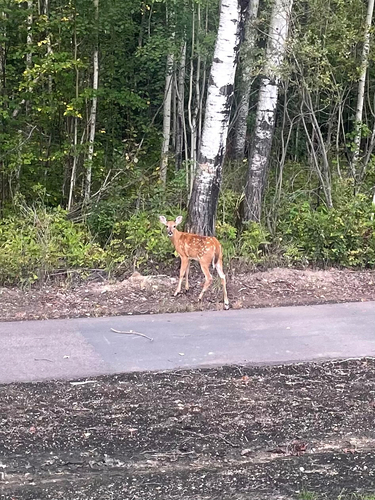 White-tailed Deer