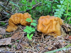 Gyromitra gigas