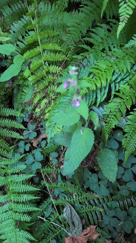 Stachys mexicana, photograph 1