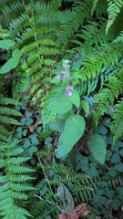 Stachys mexicana