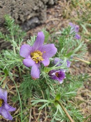 Pulsatilla turczaninovii, photograph (c) Urgamal Magsar, some rights reserved (CC BY)